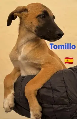 Tomillo, Mischling Welpen - Rüde