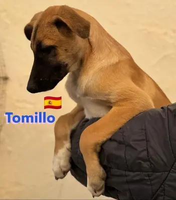 Tomillo, Mischling Welpen - Rüde
