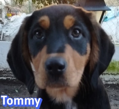 Tommy, Bracke Welpen - Rüde