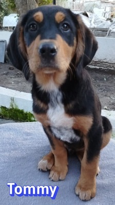 Tommy, Bracke Welpen - Rüde