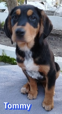 Tommy, Bracke Welpen - Rüde