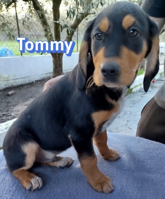 Tommy, Bracke Welpen - Rüde