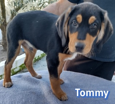 Tommy, Bracke Welpen - Rüde