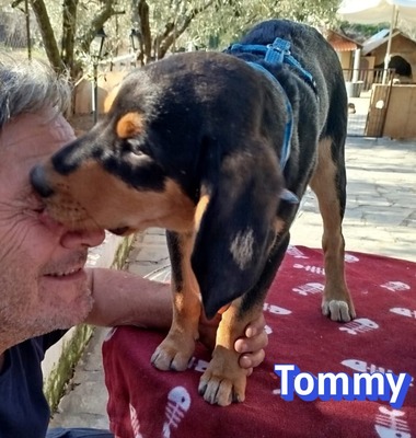 Tommy, Bracke Welpen - Rüde