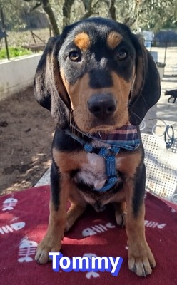 Tommy, Bracke Welpen - Rüde