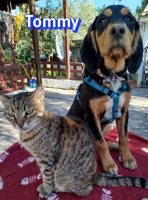 Tommy, Bracke Welpen - Rüde