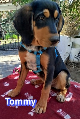 Tommy, Bracke Welpen - Rüde