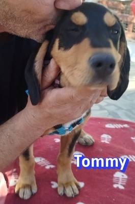 Tommy, Bracke Welpen - Rüde