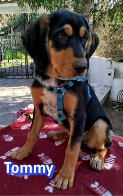 Tommy, Bracke Welpen - Rüde