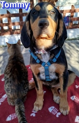 Tommy, Bracke Welpen - Rüde