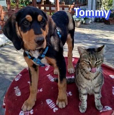 Tommy, Bracke Welpen - Rüde