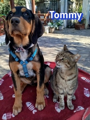 Tommy, Bracke Welpen - Rüde