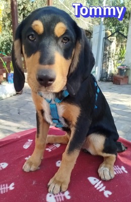 Tommy, Bracke Welpen - Rüde