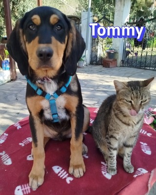 Tommy, Bracke Welpen - Rüde