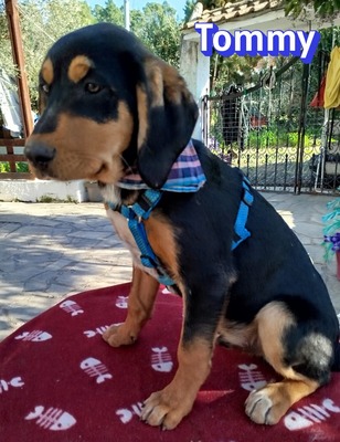Tommy, Bracke Welpen - Rüde