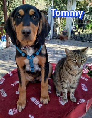 Tommy, Bracke Welpen - Rüde