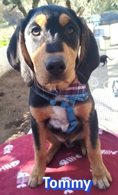 Tommy, Bracke Welpen - Rüde