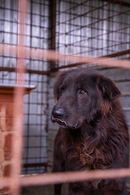Toni – sanfter schwarzer Riese hat den Wunsch nach einem Neuanfang, Mischling - Rüde