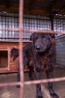 Toni – sanfter schwarzer Riese hat den Wunsch nach einem Neuanfang, Mischling - Rüde