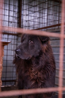 Toni – sanfter schwarzer Riese hat den Wunsch nach einem Neuanfang, Mischling - Rüde