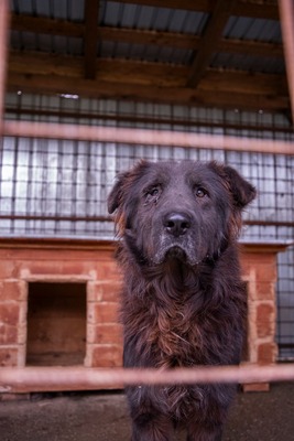 Toni – sanfter schwarzer Riese hat den Wunsch nach einem Neuanfang, Mischling - Rüde