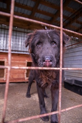 Toni – sanfter schwarzer Riese hat den Wunsch nach einem Neuanfang, Mischling - Rüde