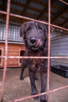 Toni – sanfter schwarzer Riese hat den Wunsch nach einem Neuanfang, Mischling - Rüde