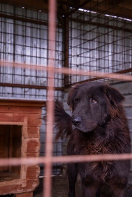 Toni – sanfter schwarzer Riese hat den Wunsch nach einem Neuanfang, Mischling - Rüde