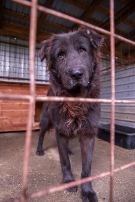 Toni – sanfter schwarzer Riese hat den Wunsch nach einem Neuanfang, Mischling - Rüde