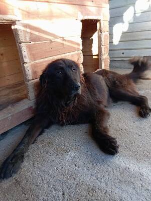 Toni – sanfter schwarzer Riese hat den Wunsch nach einem Neuanfang, Mischling - Rüde