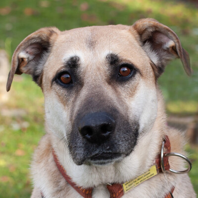 Topaz, Mischling - Rüde