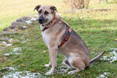 Topaz, Mischling - Rüde