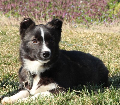 Torina, Mischling Welpen - Hündin