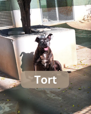 Tort, Mischling - Rüde