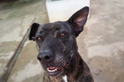 Tort, Mischling - Rüde