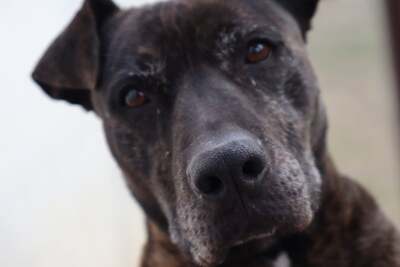 Tort, Mischling - Rüde