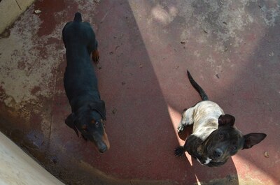 Tort, Mischling - Rüde