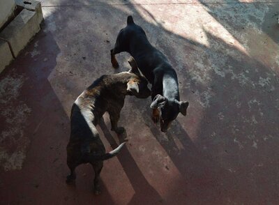 Tort, Mischling - Rüde