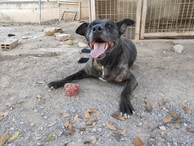 Tort, Mischling - Rüde