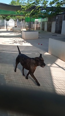 Tort, Mischling - Rüde