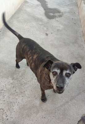 Tort, Mischling - Rüde