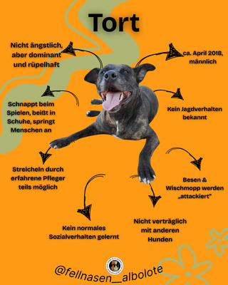 Tort, Mischling - Rüde