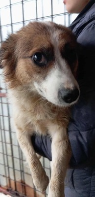 Tortellini – verloren zwischen Lärm und Hoffnung, Mischling - Hündin