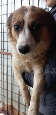 Tortellini – verloren zwischen Lärm und Hoffnung, Mischling - Hündin