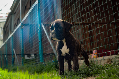 Tosca & Triumph, Deutscher Boxer Welpen - Hündin