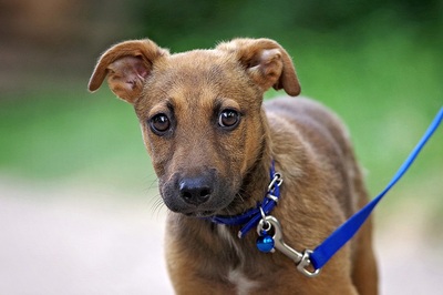 Toshi, Pinscher / Foxterrier Mischling Welpen - Rüde