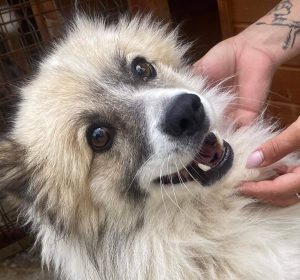 Toto, Pomeranzen Spitz - Mix - Rüde