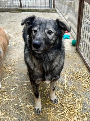 🐾 Toto – ein sanfter Kämpfer mit großem Herzen 🐾