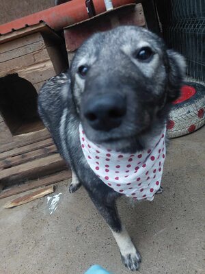 🐾 Toto – ein sanfter Kämpfer mit großem Herzen 🐾, Mischling - Rüde