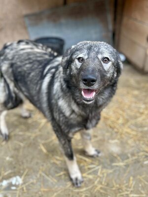🐾 Toto – ein sanfter Kämpfer mit großem Herzen 🐾, Mischling - Rüde
